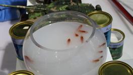 涂料逆天養(yǎng)魚 晨陽(yáng)水漆如何做到的