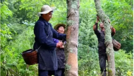 中國特產(chǎn)：世界涂料之王！價格極其昂貴！